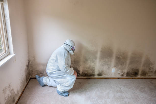 Professional Mold Inspection, Removal & Remediation in Hamburg, AR